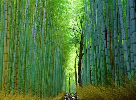 Find your inner zen at Arashiyama’s Sagano Bamboo Forest, Kyoto ...