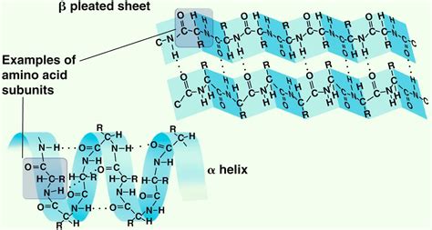 Seven Days per Week: STPM Biology Biological Molecules (Part 15)