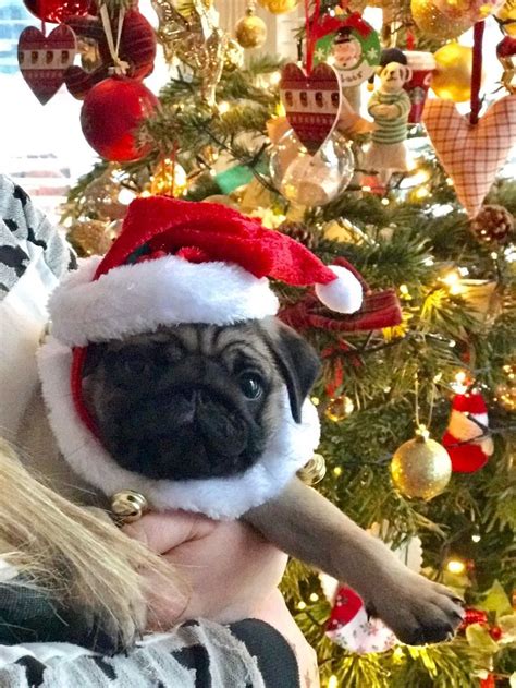 Captain the pug puppy Christmas 2016 surprise Santa outfit dress up ...