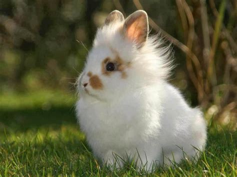 Lionhead Rabbit: A Complete Guide and their Health Concerns | Pets ...