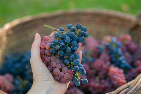 5 razones para comer más uvas moradas o tintas