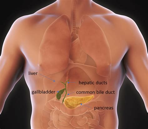 Gallbladder Removal Surgery (Cholecystectomy) Patient Information from ...