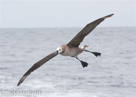 Mrs. Yollis' Classroom Blog: Wonderful Wingspans!