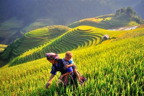 Mu Cang Chai Local Travel Guide - Vietnam's most beautiful rice terraces