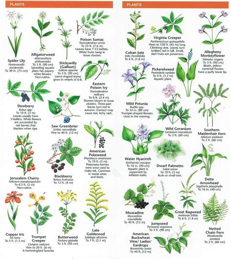 plants | Plant leaf identification, Leaf identification, Tree leaf ...