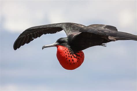 Photo from Galapagos, A frigate bird flying with its chest inflated ...