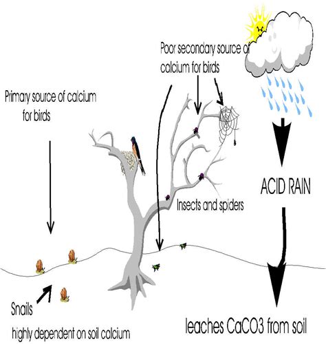 ACID RAIN: Effects of Acid Rain