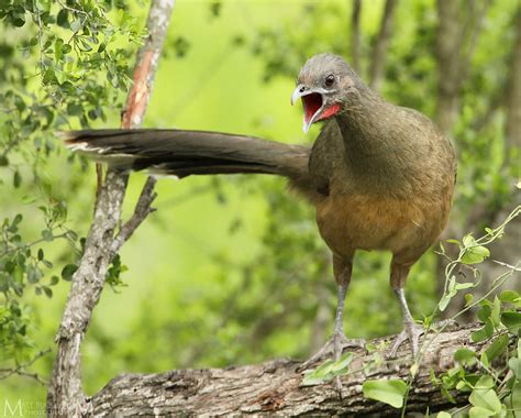 Plain Chachalaca / Ortalis vetula photo call and song