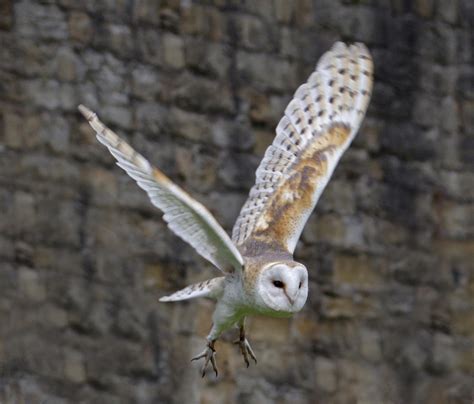 Pet Barn Owl Flying