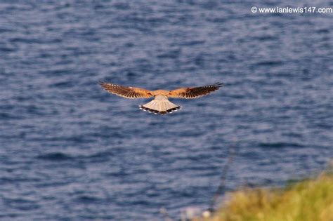 Hovering Kestrel | Cornwall Guide Images