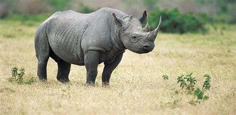 Black Rhino Facts, Habitat, Population in Wild, Conservation