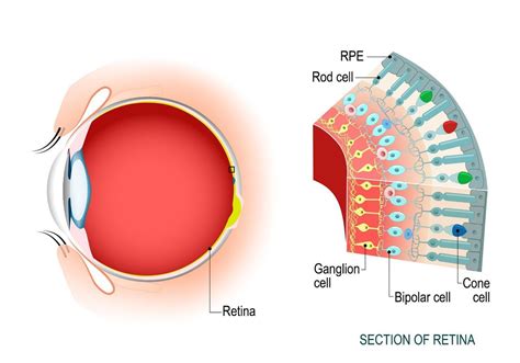 Parts Of The Eye Rods And Cones