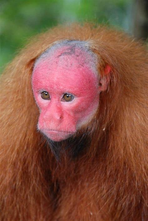 Uakari Animal Facts | Cacajao | AZ Animals