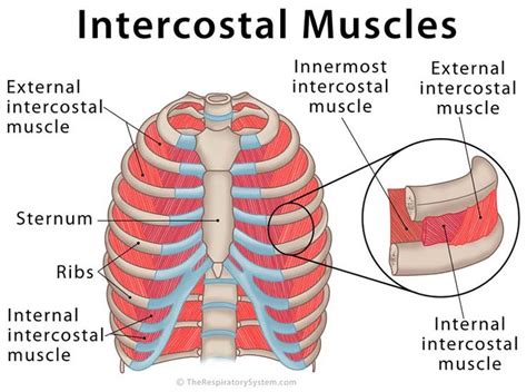 Intercostal Muscles: Definition, Location, Anatomy, Functions | Basic ...