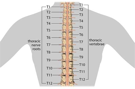 Spinal Column Spinal Nerve Chart Mississauga Chiro, 44% OFF