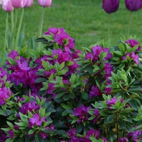 1 X Purple Azalea Japanese Evergreen Shrub Hardy Garden Plant in Pot ...