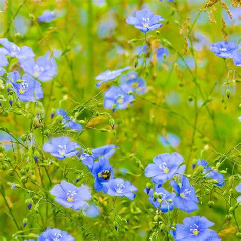 Blue Flax Seeds - Linum Perenne Wildflower Seed