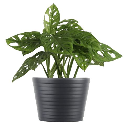 Costa Farms Live Indoor 14in. Trending Tropicals Little Swiss Monstera ...