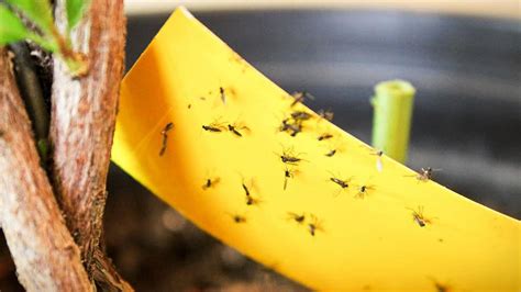 How Do You Get Rid Of Gnats? – Forbes Home