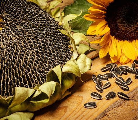 How To Plant Dwarf Sunflower Seeds? Find Out Here!