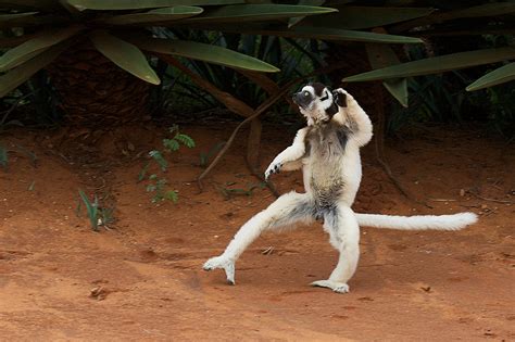 Verreaux’s Sifaka Lemur Dancing | Sean Crane Photography