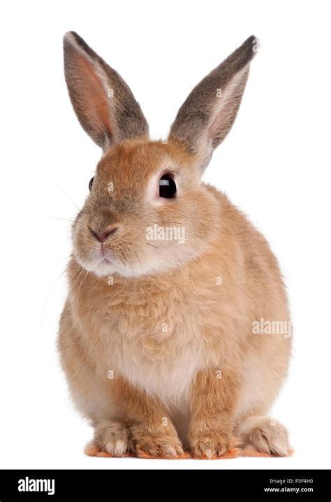 Bunny rabbit sitting in front of white background Stock Photo - Alamy