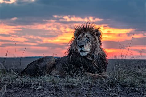 Photos Show the Oldest Known Lion in the Maasai Mara Wildlife Reserve ...