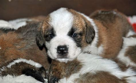 Cuteness alert: St. Bernard puppies born at Fondation Barry - Newly ...