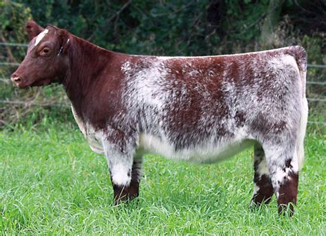 Shorthorn | Show cattle, Show cows, Cattle farming