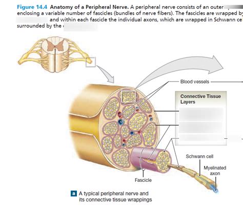 peripheral nerve tissue Diagram | Quizlet