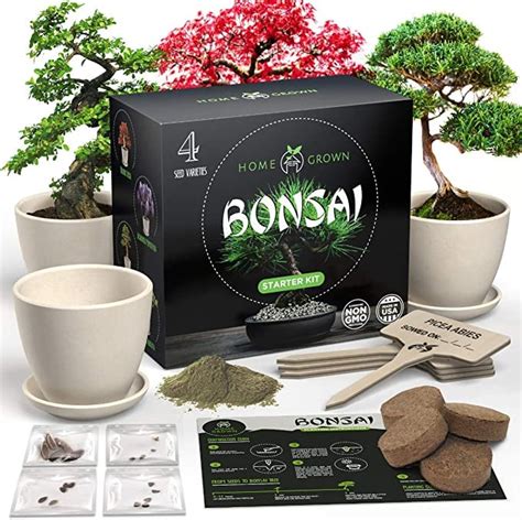 Bonsai Tree Kit | Best Gifts From Amazon Under $40 | POPSUGAR Smart ...