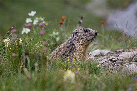 Flora and Fauna of the Alps - Alice Hunter Photography