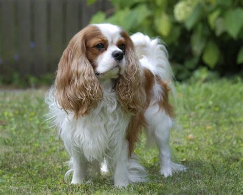 Cavalier King Charles Spaniel - Dog-Breeds.net