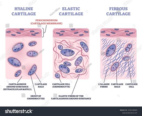 Hyaline Cartilage Labeled Diagram