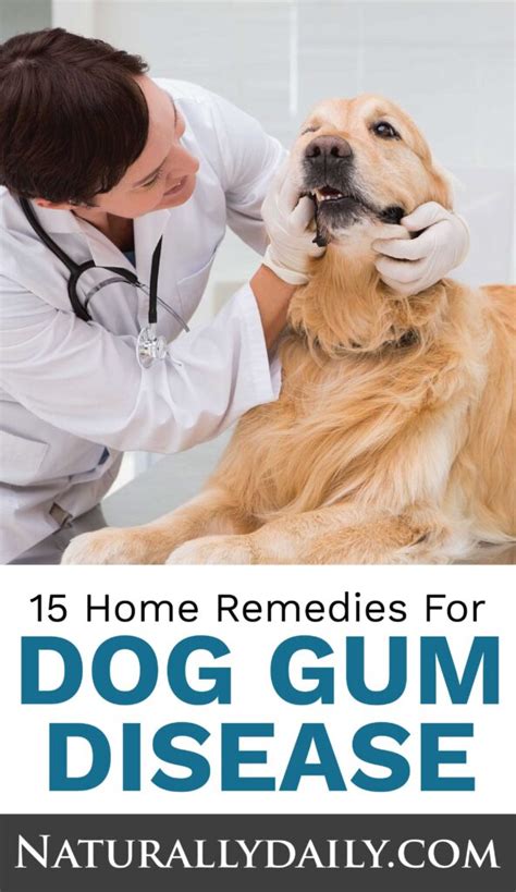 15 Home Remedies for Dog Gum Disease or Periodontitis