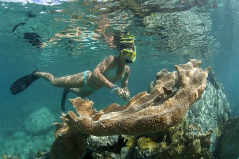 5 Exclusive Snorkeling Destinations In The USVI | Cruz Bay Watersports