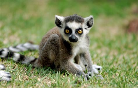 Baby ring tailed lemur | Baby ring tailed lemur @ everland.k… | Flickr