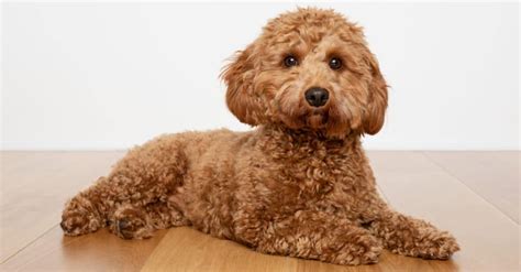 Cavapoo Lifespan: How Long Do Cavapoos Live? - A-Z Animals