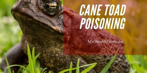 Cane Toad Poisoning: How to know if your pet is poisoned - MyOwnVet