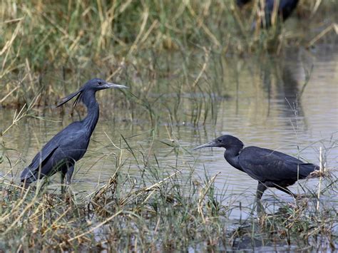 Black Heron – Profile | Traits | Facts | Diet | Habitat | Breeding ...