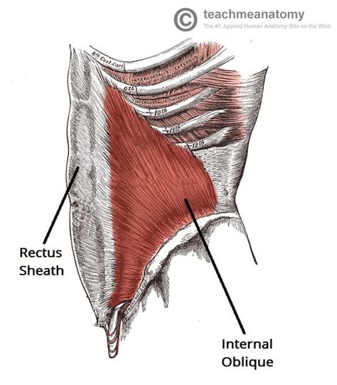 The Anterolateral Abdominal Wall - Muscles - TeachMeAnatomy