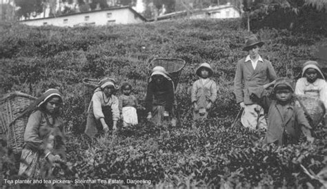 History of Darjeeling Tea