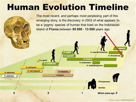 Pin by robertt on STEM | Human evolution, Evolution, Human species