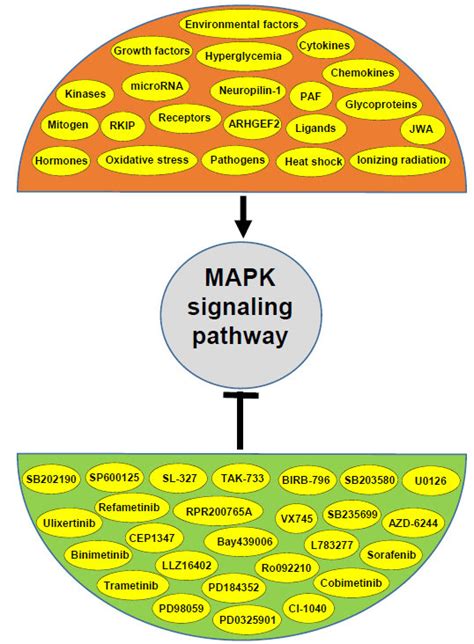 Activators and inhibitors of the MAPK signaling pathway. | Download ...