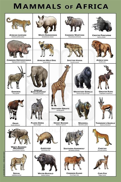 Mammals of the African Art Print / Field Guide - Etsy | Mammals ...