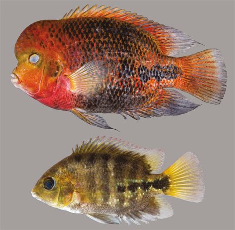 Redhead Cichlid – Discover Fishes