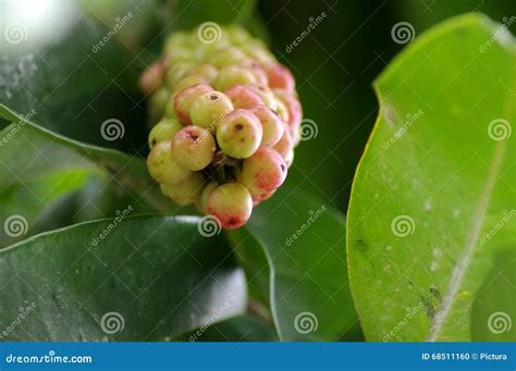 Ripe Bignay Fruit and Green Leaves Stock Photo - Image of leafy ...