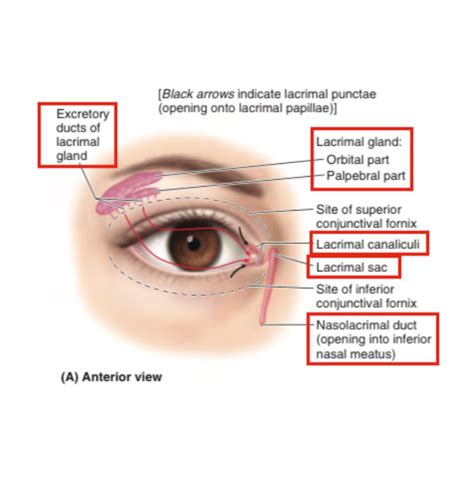 Head and Neck Anatomy: Lacrimal Apparatus