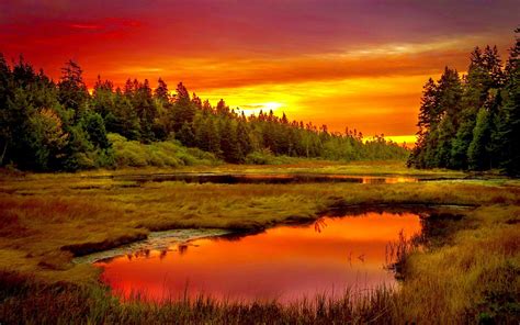 Summer Meadow Sunset | Sunset, Forest landscape, Lake sunset