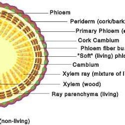 Chemical structures of wood constituents 23 . | Download Scientific Diagram